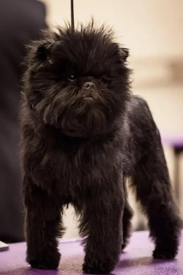 Photo of the Affenpinscher dog breed