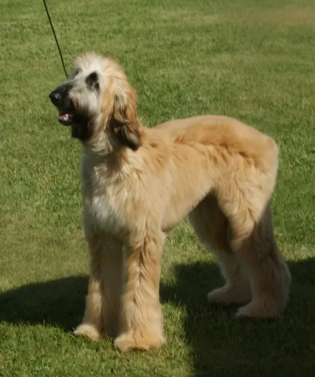 Photo of the Afghan Hound dog breed