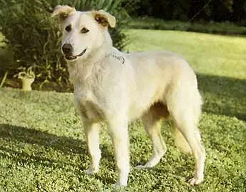 Photo of the Aidi (Atlas Mountain Dog) dog breed