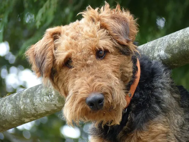 Photo of the Airedale Terrier dog breed