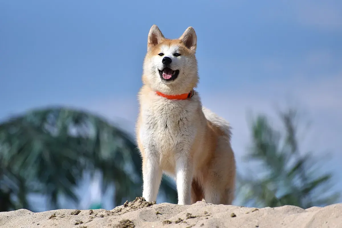 Photo of the Akita dog breed