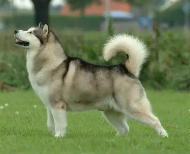 Photo of the Alaskan Malamute dog breed