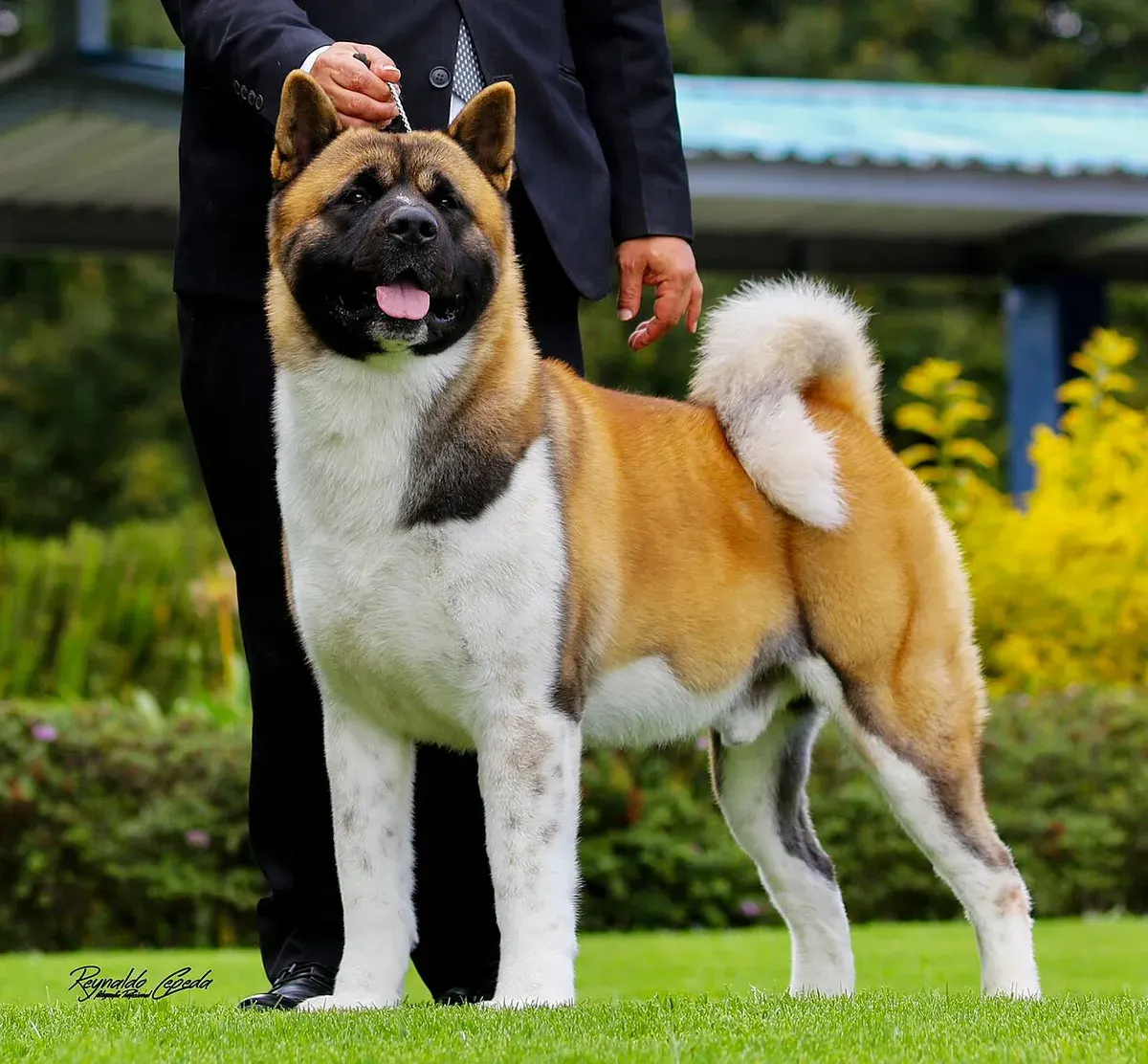 Photo of the American Akita dog breed