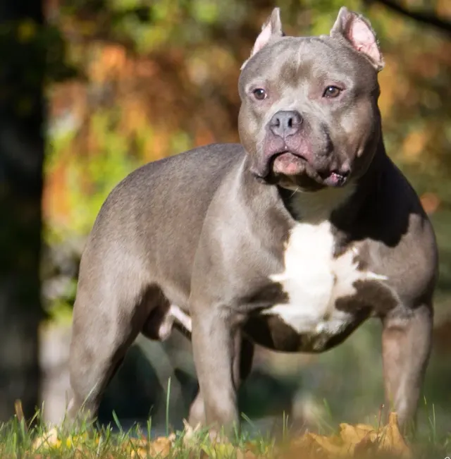 Photo of the American Bully dog breed