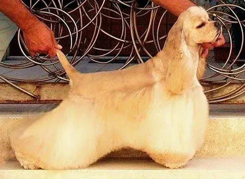 Photo of the American Cocker Spaniel dog breed