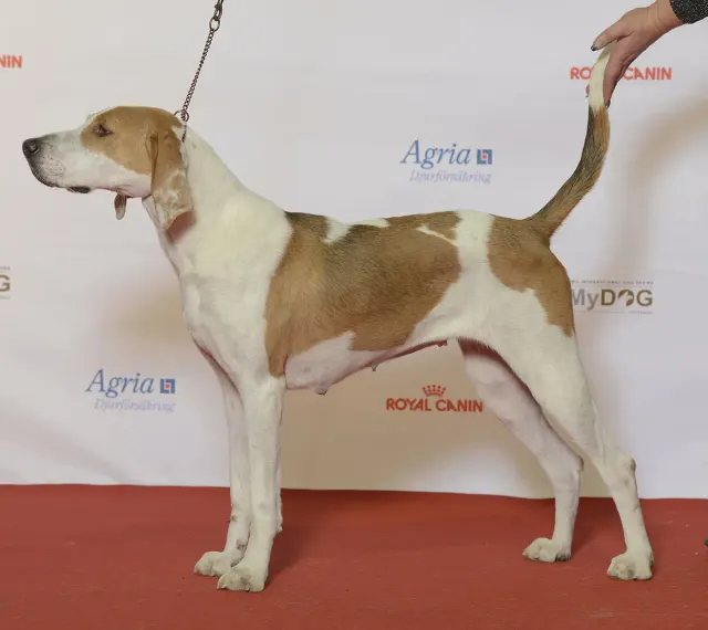 Photo of the American Foxhound dog breed