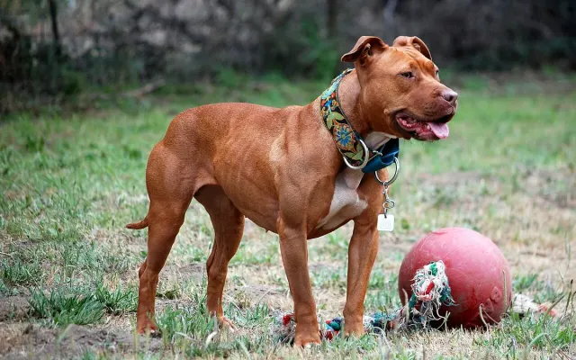 Photo of the American Pit Bull Terrier dog breed