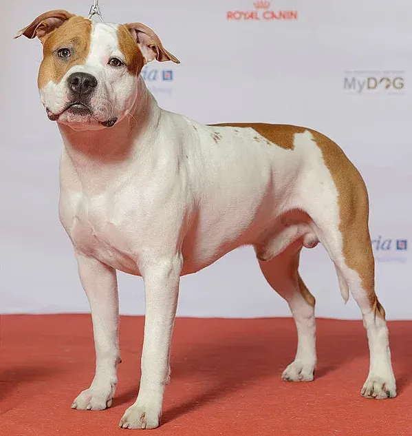 Photo of the American Staffordshire Terrier dog breed