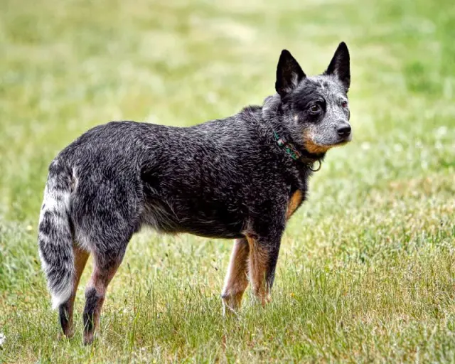 Photo of the Australian Cattle Dog dog breed