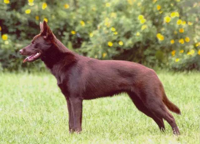 Photo of the Australian Kelpie dog breed
