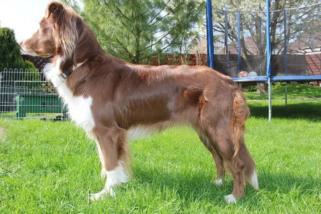 Photo of the Australian Shepherd dog breed
