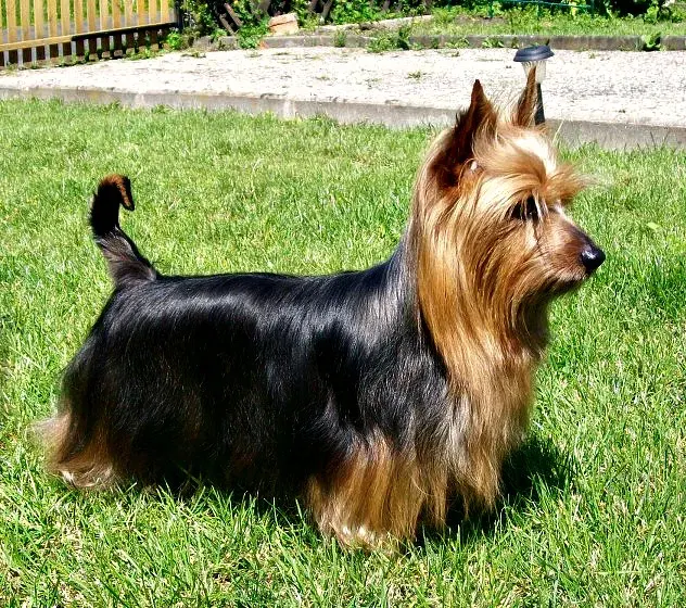 Photo of the Australian Silky Terrier dog breed