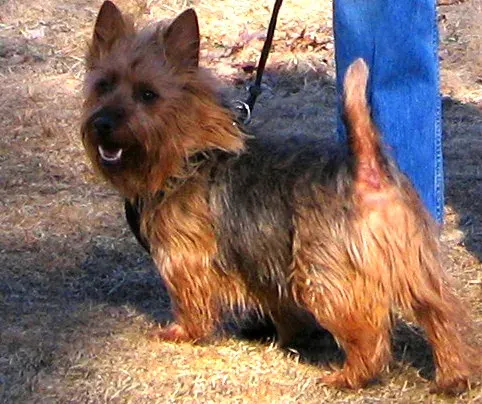 Photo of the Australian Terrier dog breed