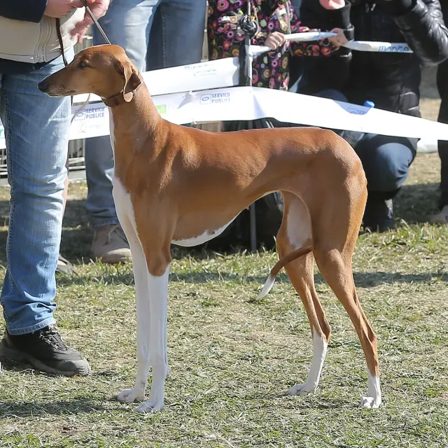 Photo of the Azawakh dog breed