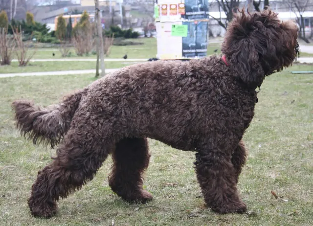 Photo of the Barbet dog breed
