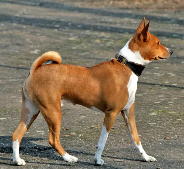 Photo of the Basenji dog breed