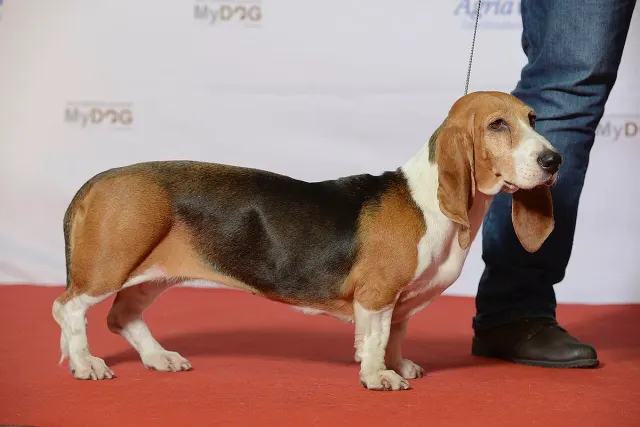 Photo of the Basset Artésien Normand dog breed
