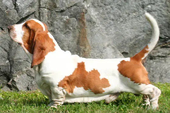 Photo of the Basset Hound dog breed