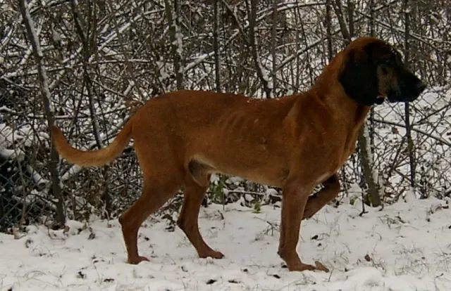 Photo of the Bavarian Mountain Scent Hound dog breed
