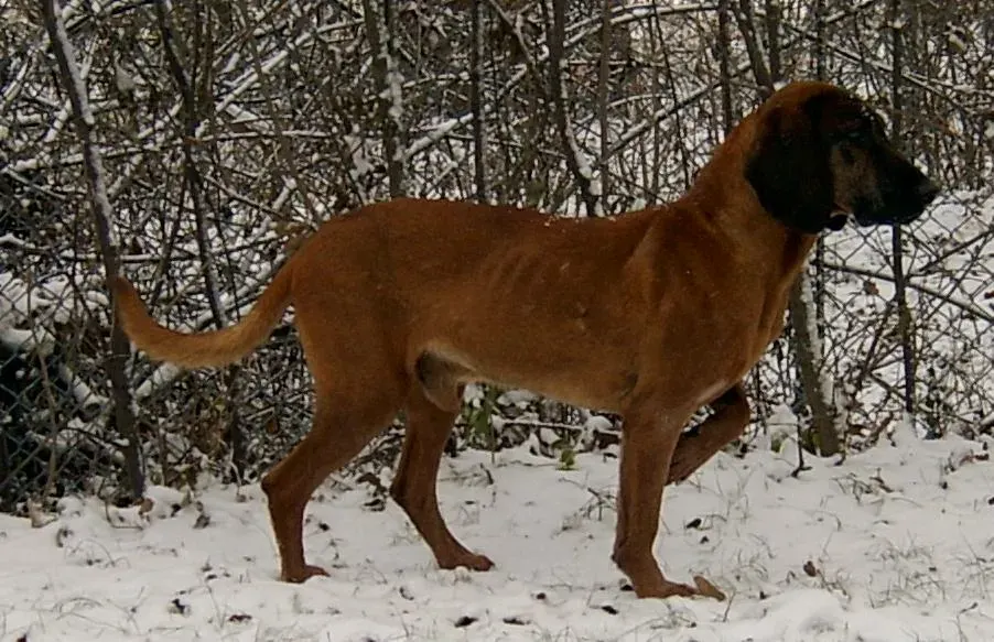 Photo of the Bavarian Mountain Scent Hound dog breed