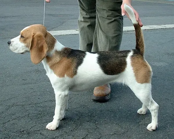 Photo of the Beagle dog breed