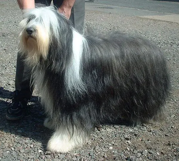 Photo of the Bearded Collie dog breed