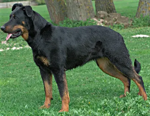 Photo of the Beauceron dog breed