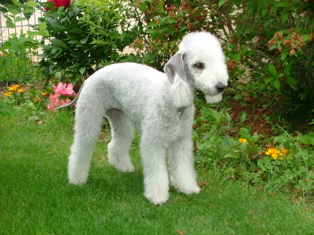 Photo of the Bedlington Terrier dog breed