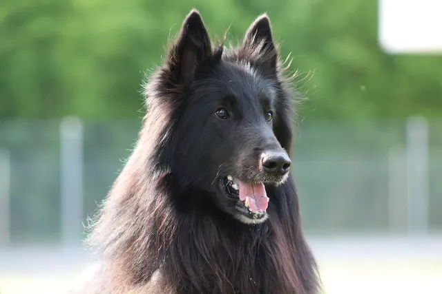 Photo of the Belgian Groenendael dog breed