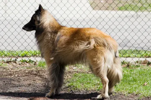 Photo of the Belgian Tervuren dog breed
