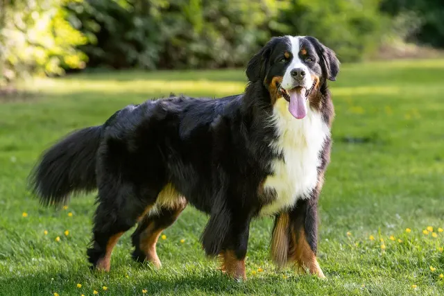 Photo of the Bernese Mountain Dog dog breed