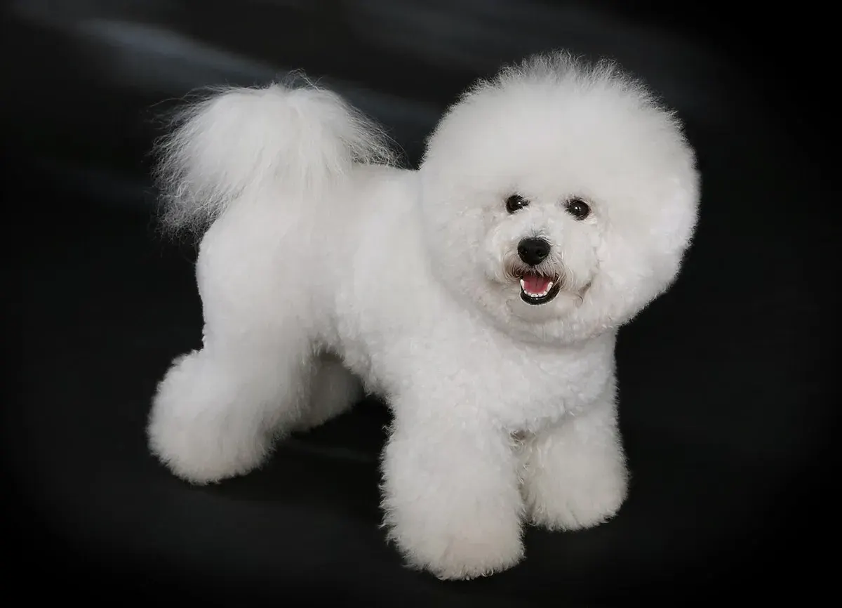 Photo of the Bichon Frise dog breed