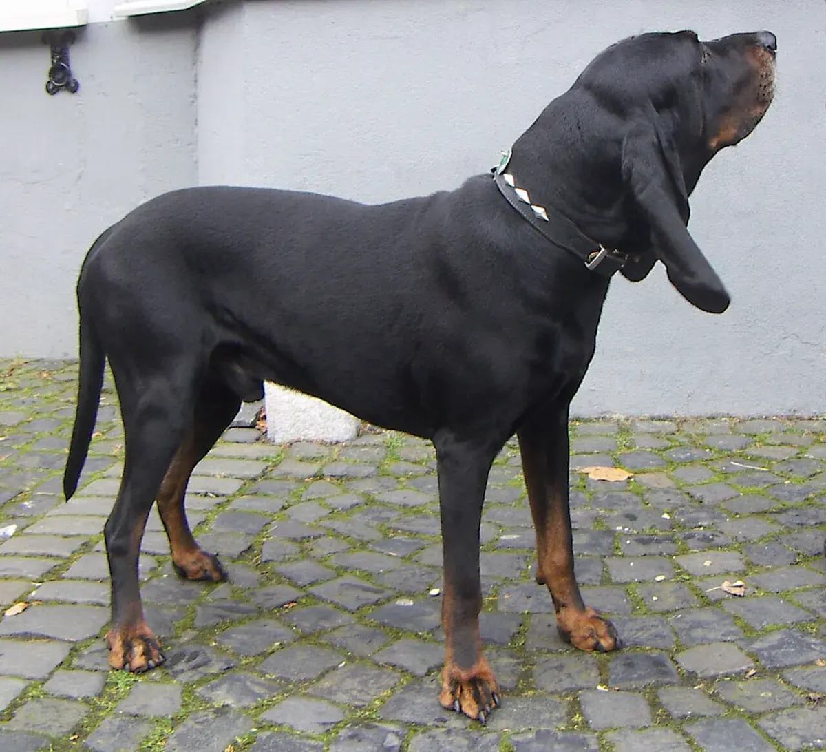 Photo of the Black and Tan Coonhound dog breed