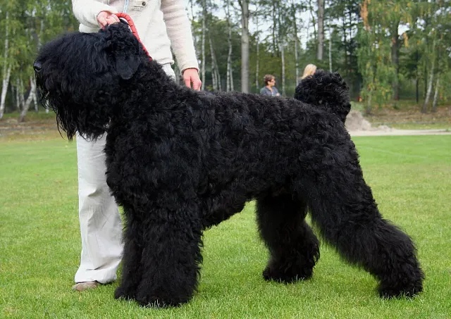 Photo of the Black Russian Terrier dog breed