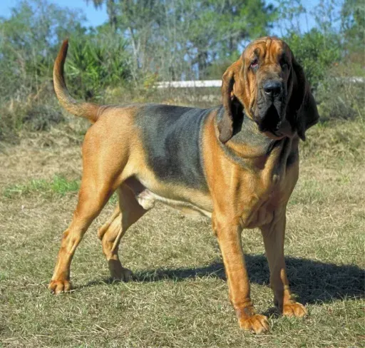 Photo of the Bloodhound dog breed