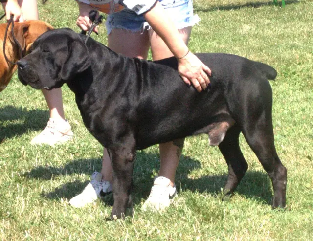 Photo of the Boerboel dog breed