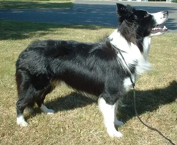 Photo of the Border Collie dog breed