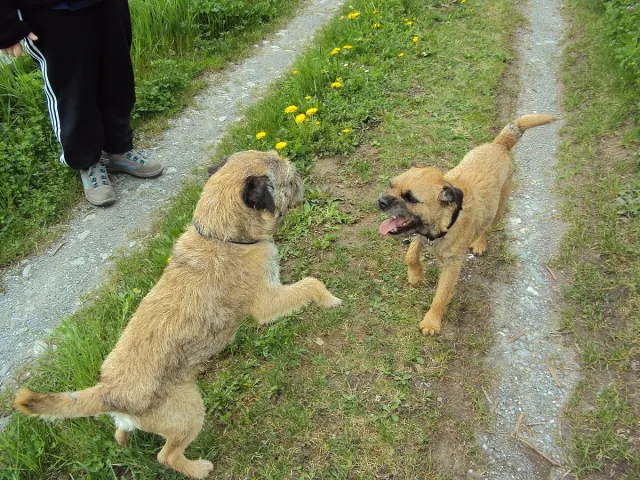 Photo of the Border Terrier dog breed
