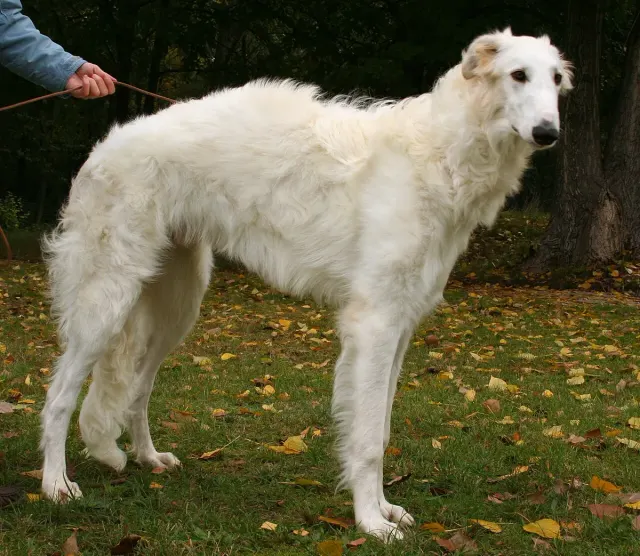 Photo of the Borzoi dog breed