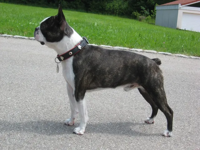 Photo of the Boston Terrier dog breed