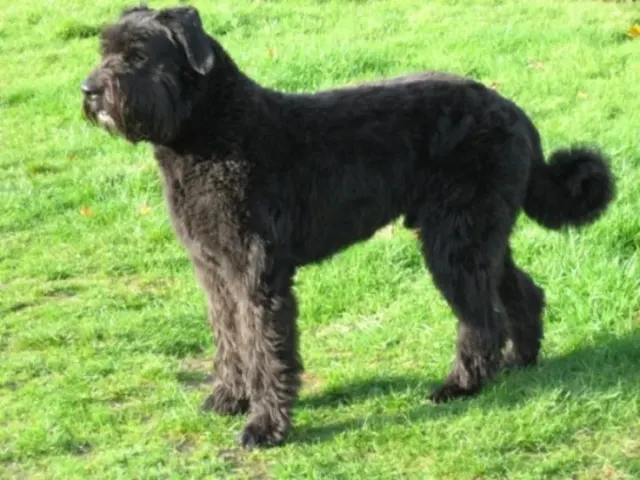 Photo of the Bouvier des Flandres dog breed