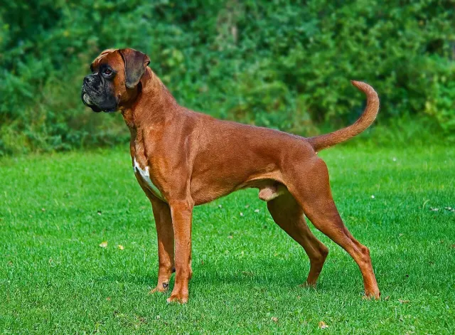 Photo of the Boxer dog breed
