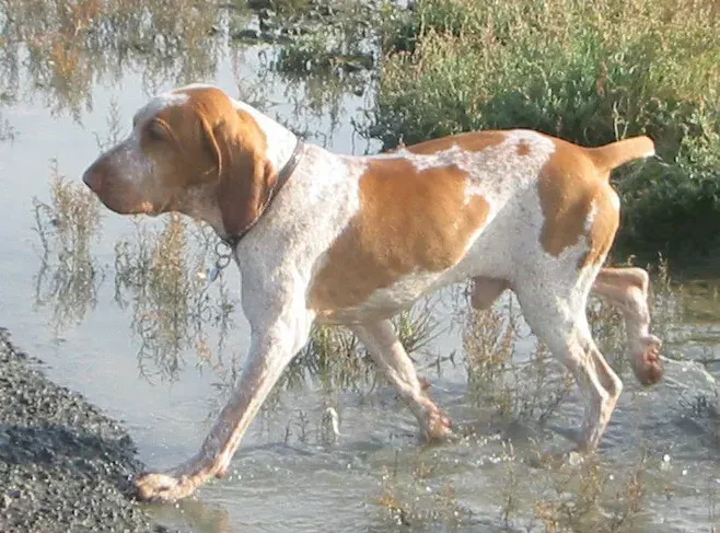 Photo of the Bracco Italiano dog breed
