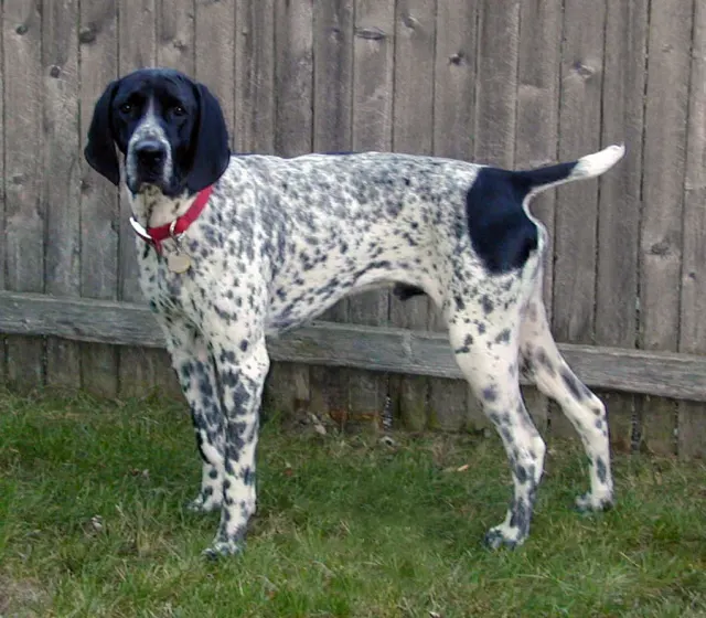 Photo of the Braque d'Auvergne dog breed