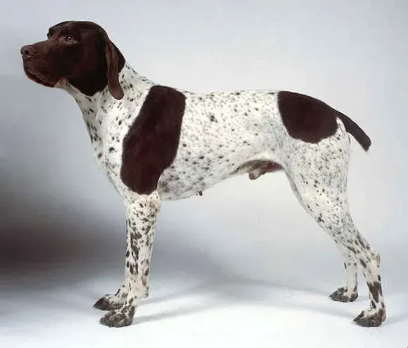 Photo of the French Pointing Dog dog breed