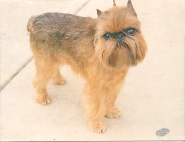Photo of the Brussels Griffon dog breed