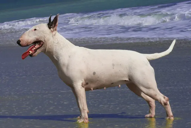 Photo of the Bull Terrier dog breed