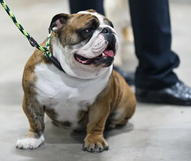 Photo of the Bulldog dog breed