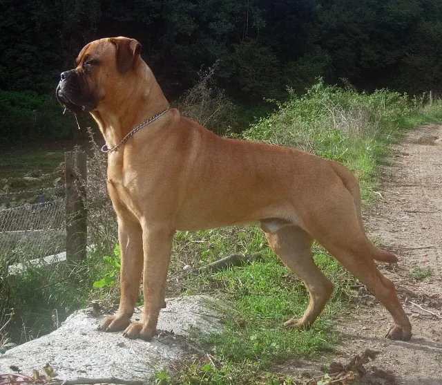 Photo of the Bullmastiff dog breed