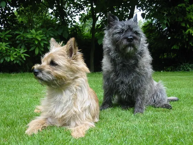 Photo of the Cairn Terrier dog breed
